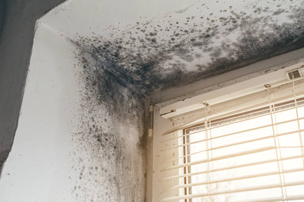 Affordable Black Mold Remediation solutions in Manchester, VA